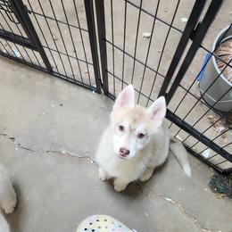 Siberian Husky Puppies from Spirit of the Moon Siberians