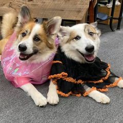 Icelandic Sheepdog All Grown Up from Greenbrier Icelandics