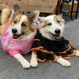 Icelandic Sheepdog All Grown Up from Greenbrier Icelandics