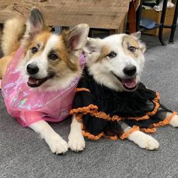 Icelandic Sheepdog All Grown Up from Greenbrier Icelandics