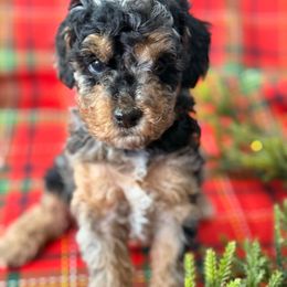 Charlotte - Merle female Cockapoo puppy in Saint Louis, Missouri from Jax Doodles