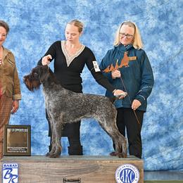 Nikki - German Wirehaired Pointer