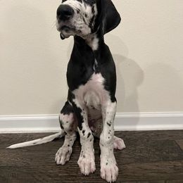 Great Dane Puppies from Apollo's Great Danes (AGD's)