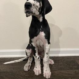 Great Dane Puppies from Apollo's Great Danes (AGD's)