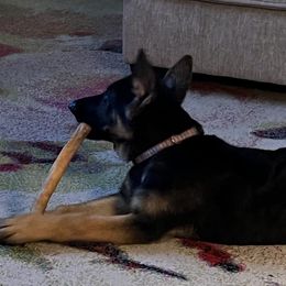 Alaskan Malamutes and German Shepherds from Snowybleu Kennels