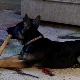 Alaskan Malamutes and German Shepherds from Snowybleu Kennels