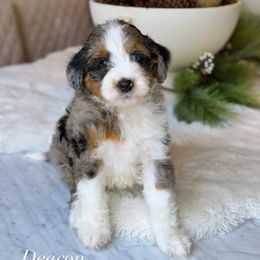 Deacon - Merle male Bernedoodle puppy in West Jordan, Utah from Doodles Friend