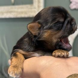 Girl 2 - Black and tan female Shih Tzu puppy in Calimesa, California from Little Mountain’s Shih Tzus