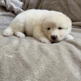 Macchiato - male Nenets Herding Laika puppy in Rockville, Maryland from Skais the Limit