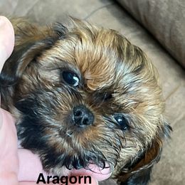 Aragorn - Chocolate and tan male Shih Tzu puppy in Bloomfield, Indiana from Meihem Pups