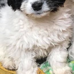 Aussiedoodles, Cockapoos, and Poodles from Rocking JK Puppies