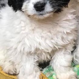 Aussiedoodles, Cockapoos, and Poodles from Rocking JK Puppies