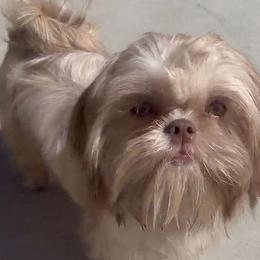 Jimmie - Lilac male Shih Tzu puppy in Victorville, California from RUMBLE n TUMBLE