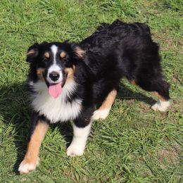 Thong - Black tri Miniature American Shepherd puppy in Maryland from Atomic Minis