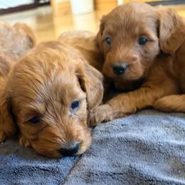 Goldendoodle puppies from JER Doodles