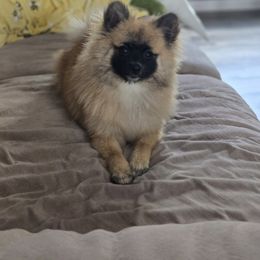 Roxy - Pomeranian