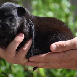 Male Puppy - Black and red male German Shepherd puppy in Marianna, Florida from Haus M Godwin