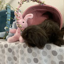 Shih Tzu Puppies from Little Lions West