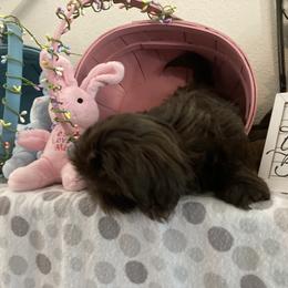 Shih Tzu Puppies from Little Lions West