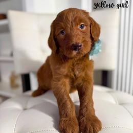 Yellow girl - Red  female Goldendoodle puppy in Valdese, North Carolina from Doodling All Day Goldendoodles