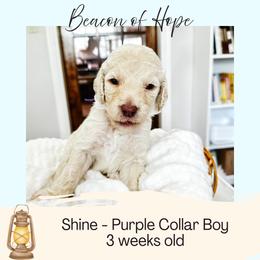 Shine - Apricot male Goldendoodle puppy in Montgomery, Texas from Dacus Doodles