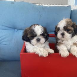 Shih Tzu Puppies from Tiny Bubbles Shih Tzus