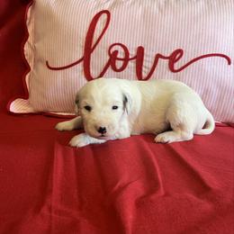 Paprika- Long Coat - White and black male Dalmatian puppy in Claremore, Oklahoma from Lotsofdots Dalmatians