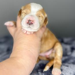 Shell - Apricot female Goldendoodle puppy in Garden Grove, California from Sunkissed Doodles