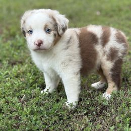 River - Red merle male Miniature Australian Shepherd puppy in Natural Dam, Arkansas from Natural State Aussies