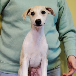 Vilkas - Fawn Whippet puppy in Muncie, Indiana from Valenwood Whippets
