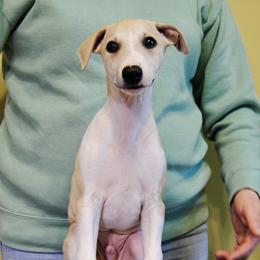 Vilkas - Fawn Whippet puppy in Muncie, Indiana from Valenwood Whippets