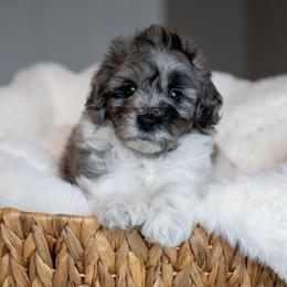 Woody - Merle male Schnoodle puppy in Grove, Oklahoma from Grand Lake Poodles & Doodles