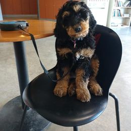 Bernedoodle and Double Doodle Puppies from Cloud Nine Doodles