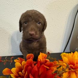 Purple - Deadgrass female Chesapeake Bay Retriever puppy in Lewiston, Utah from Bellus Chesapeakes