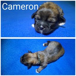 Cameron - Brown male Lhasa Apso puppy in Cincinnati, Ohio from Shangri-La Lhasa Apsos