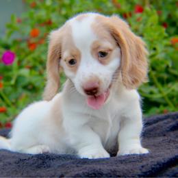 Dachshund puppies from DrakeFire Dachshunds