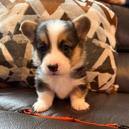 Mando - Black and tan male Pembroke Welsh Corgi puppy in Battle Ground, Washington from Westbrooke Kennels