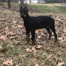 Doberman Pinscher and Labrador Retriever Puppies from Mississippi K9 Kennel