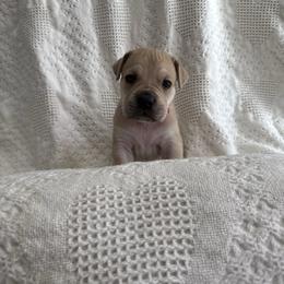 Rudolph - Fawn male Cane Corso puppy in Utah from 3Lake Kennelz