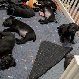 Cane Corso Puppies from Regal guardian cane corso