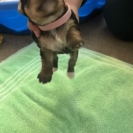 Girl 4 - Yorkshire Terrier puppy from Huntington Yorkies