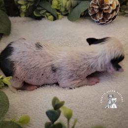 Chinese Crested Puppies from Crestie Charm Cottage