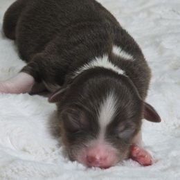 RTF2 - Red tri female Miniature Australian Shepherd puppy in Deer Lodge, Tennessee from KSH Aussie Haven