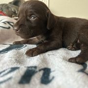 ON AHUNT KENNELS - Liver male Pudelpointer puppy in Meniffee, California from On a hunt kennels