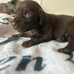 ON AHUNT KENNELS - Liver male Pudelpointer puppy in Meniffee, California from On a hunt kennels