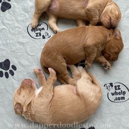 Goldendoodle Puppies from Dapper Doodles of Tennessee