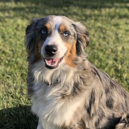 Daffy - Miniature Australian Shepherd