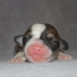 Boy 2 - Sable male Pembroke Welsh Corgi puppy in West, Texas from Rustic Spur Kennel