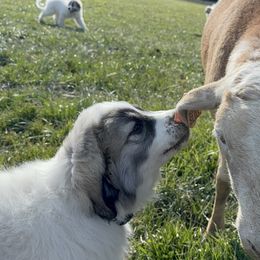 Great Pyrenees Puppies from Sapphire Valley Great Pyrenees