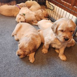 Boy 3 - Golden Golden Retriever puppy in Payson, Arizona from Bullet Retrievers